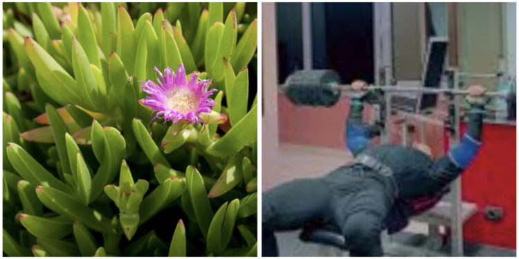 Aventurat e Fikut të Detit dhe kushëririt që u bë drejtor në RTSH nga Alfred Peza