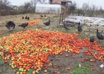 Bujqësia merr pikiatën, rënia në 2023-shin, më e forta që nga 1997-ta