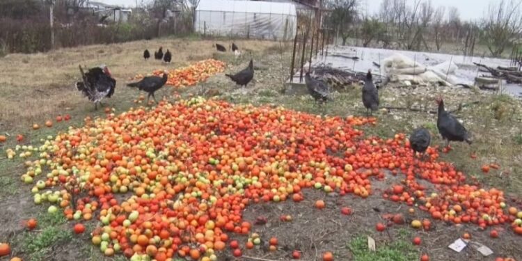 Bujqësia merr pikiatën, rënia në 2023-shin, më e forta që nga 1997-ta