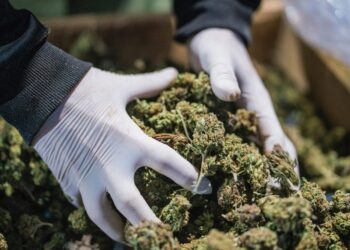 Sekuestrohet një sasi hashashi në Kretë, në pranga gruaja shqiptare