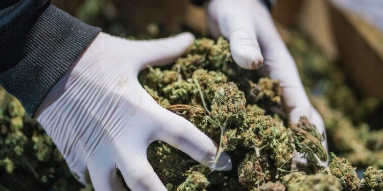 Sekuestrohet një sasi hashashi në Kretë, në pranga gruaja shqiptare