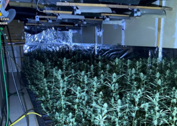 Kultivoi mbi 2400 rrënjë marijuane, arrestohet 44-vjeçari shqiptar në Spanjë