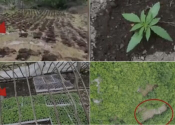 Shkodra e mbushur me ‘jeshile’, zbulohen 10 mijë bimë narkotike, asnjë në pranga