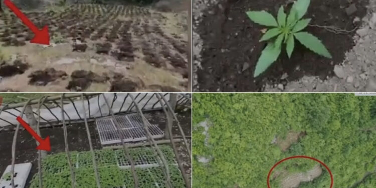 Shkodra e mbushur me ‘jeshile’, zbulohen 10 mijë bimë narkotike, asnjë në pranga