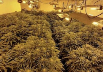 Kapet ‘shtëpia e barit’ në Tepelenë, mbi 200 rrënjë kanabisi, 4 ‘kopshtarë’ në pranga