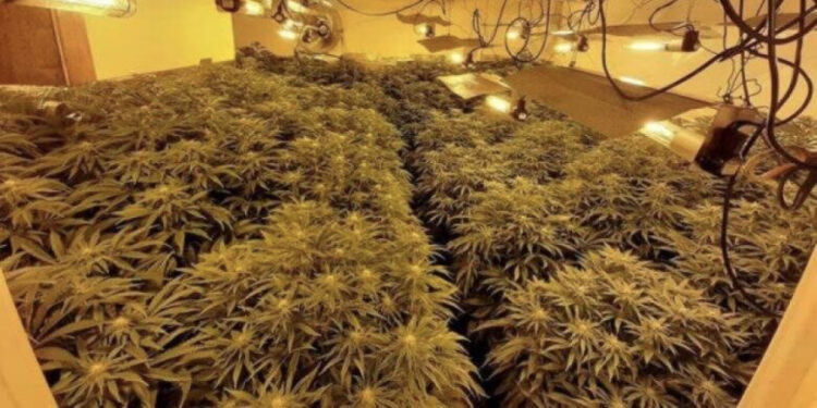 Kapet ‘shtëpia e barit’ në Tepelenë, mbi 200 rrënjë kanabisi, 4 ‘kopshtarë’ në pranga