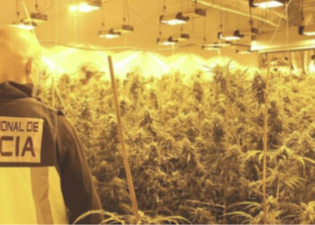 Plantacion i kanabisit në Belgjikë, shkatërrohet banda shqiptare me 7 persona