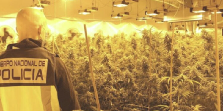 Plantacion i kanabisit në Belgjikë, shkatërrohet banda shqiptare me 7 persona