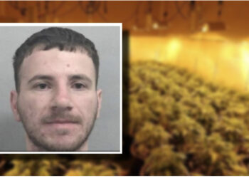 U kap në Skrapar, ja kush është 27-vjeçari i arrestuar për kultivim droge