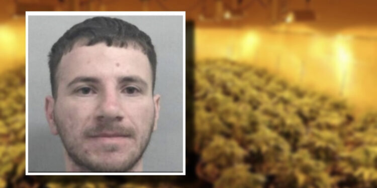U kap në Skrapar, ja kush është 27-vjeçari i arrestuar për kultivim droge