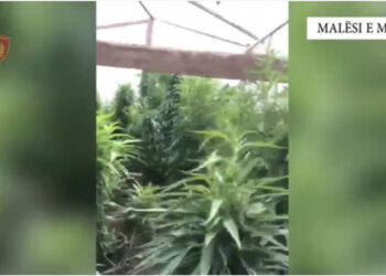 Shkulen nga ‘Territori i pastër’ 373 bimë kanabisi