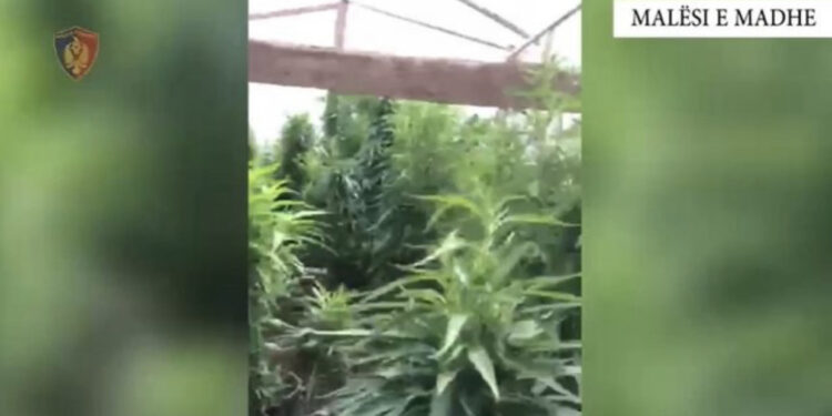 Shkulen nga ‘Territori i pastër’ 373 bimë kanabisi
