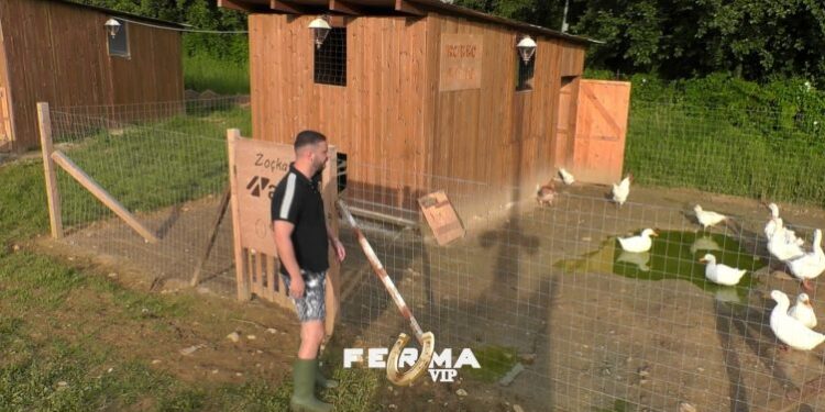 Dijonisi fillon punët e fermës: Ku jeni o pula, ushqimi im i preferuar…