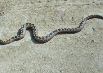 E rëndë në Tiranë, gjarpri pickon 10-vjeçaren në ambjentet e shkollës, e mitura niset drejt spitalit