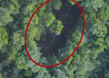 Kultivonte drogë në një pyll në Mukje, arrestohet 53-vjeçari në Krujë