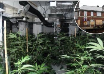 Belgjikë/ Fituan 3 mln euro nga kultivimi i kanabisit, 8 shqiptarë dalin para drejtësisë