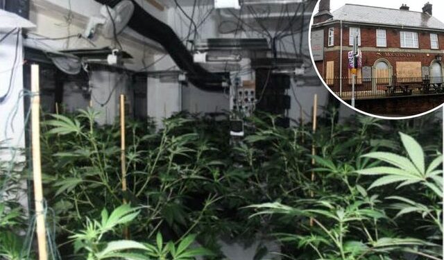 Belgjikë/ Fituan 3 mln euro nga kultivimi i kanabisit, 8 shqiptarë dalin para drejtësisë