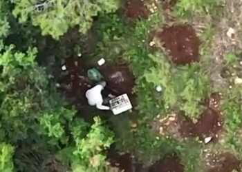 Mbolli dy parcela me ‘jeshile’, 39-vjeçari zihet ‘mat’ në mes të hashashit