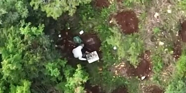 Mbolli dy parcela me ‘jeshile’, 39-vjeçari zihet ‘mat’ në mes të hashashit