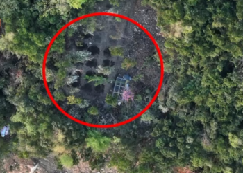 Kultivonin kanabis, arrestohen babë e bir nga Kruja