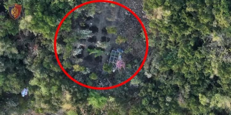 Kultivonin kanabis, arrestohen babë e bir nga Kruja