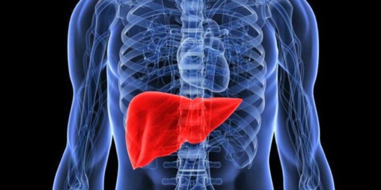 Mëlçia pastron gjakun dhe lufton infeksionet, shenjat e hershme që tregojnë se keni probleme me këtë organ