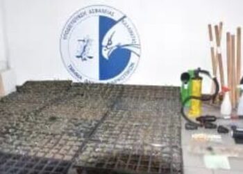 Emri/ Shqiptari nga Skrapari mbjell një plantacion me kanabis në Greqi, do nxirrte të ardhura deri në 1 milion euro