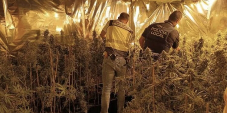 Sekuestrohen mbi 2 mijë marijuanë dhe 40 kilogram sytha, arrestohen tetë shqiptarë