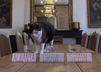 VIDEO/ “Fiton Shqipëria”, parashikimi i maces së zezë bën namin në rrjet