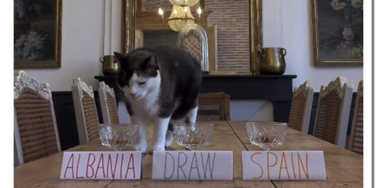 VIDEO/ “Fiton Shqipëria”, parashikimi i maces së zezë bën namin në rrjet