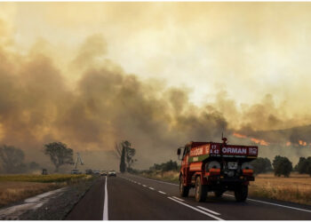 Pesë të vdekur nga zjarret në Turqi