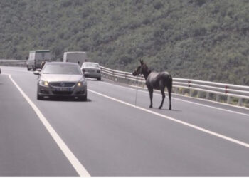 Vështirësohet qarkullimi i mjeteve në rrugën e Arbrit, kafshët kthehen në burim aksidenti