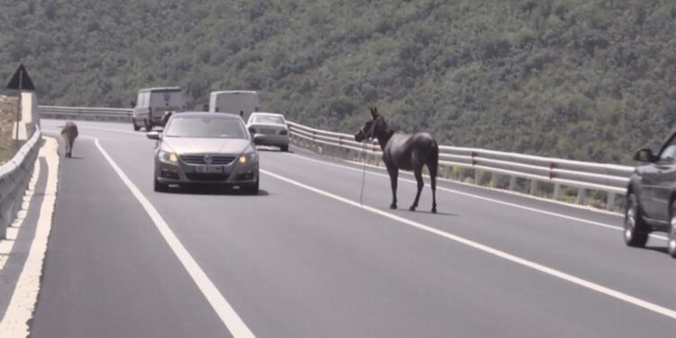 Vështirësohet qarkullimi i mjeteve në rrugën e Arbrit, kafshët kthehen në burim aksidenti