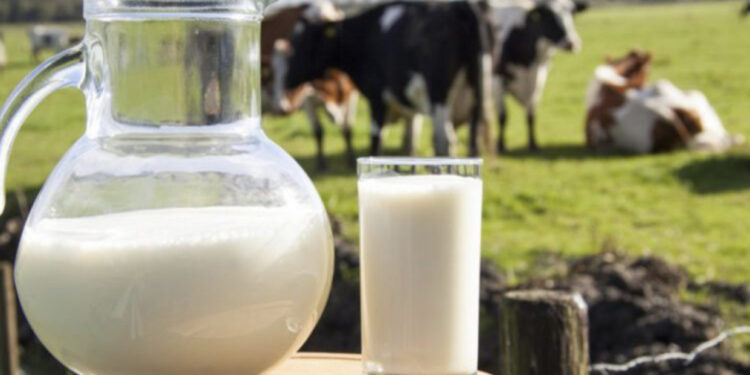 Qumështi i importit ‘mbyt’ prodhuesit