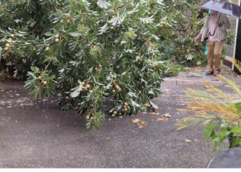 Shi i rrëmbyeshëm në Tiranë, rrëzimi i pemës rrezikon lëvizjen e qytetarëve