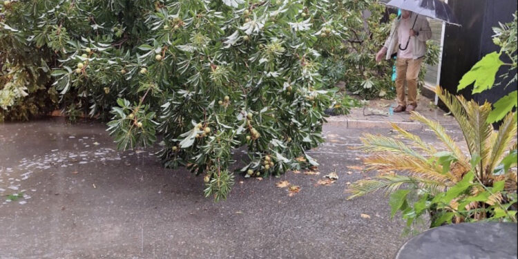 Shi i rrëmbyeshëm në Tiranë, rrëzimi i pemës rrezikon lëvizjen e qytetarëve