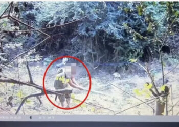 Parcelë me kanabis në mes të pyllit, arrestohen tre vëllezërit në Durrës