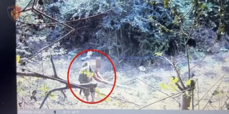 Parcelë me kanabis në mes të pyllit, arrestohen tre vëllezërit në Durrës