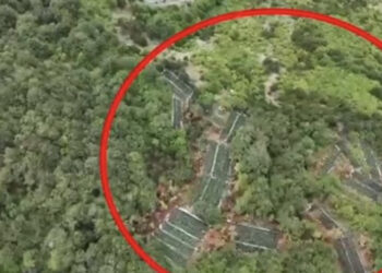 Shkodër/ Asgjësohen 6032 bimë kanabisi, nën hetim dhe kryetari i fshatit Iballë