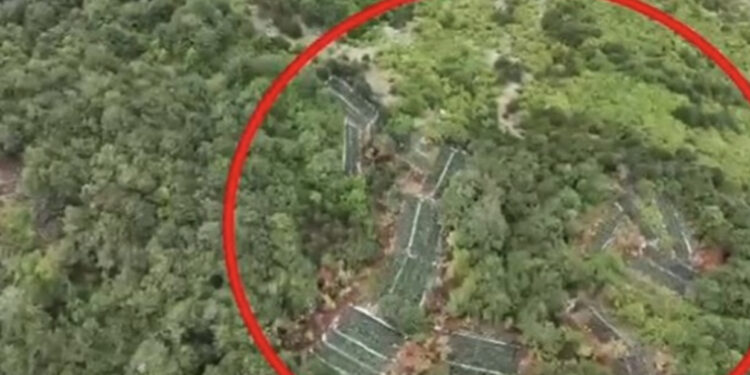 Shkodër/ Asgjësohen 6032 bimë kanabisi, nën hetim dhe kryetari i fshatit Iballë