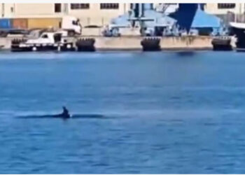 VIDEO LAJM/ Pamje mbresëlënëse, delfinët vizitojnë Portin e Durrësit