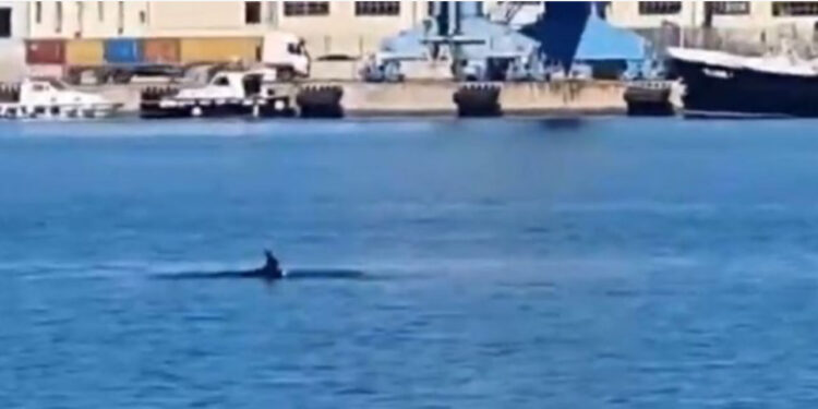 VIDEO LAJM/ Pamje mbresëlënëse, delfinët vizitojnë Portin e Durrësit