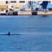 VIDEO LAJM/ Pamje mbresëlënëse, delfinët vizitojnë Portin e Durrësit