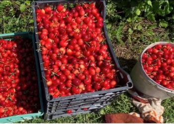 Fermerëve në Berat u mbeten qershitë në pemë sepse nuk ka punëtorë!