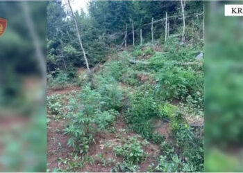 Asgjësohen 1150 fidanë kanabis në Krujë, nuk dihen kultivuesit