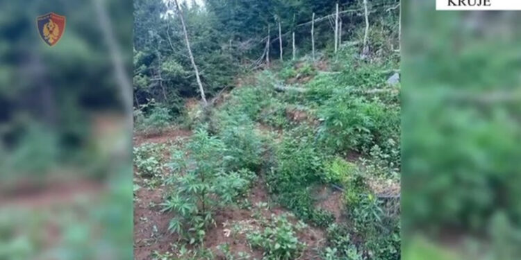 Asgjësohen 1150 fidanë kanabis në Krujë, nuk dihen kultivuesit