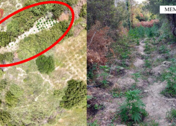 Kultivoi 77 bimë kanabis në fshatin Toç, arrestohet 66-vjeçari në Memaliaj