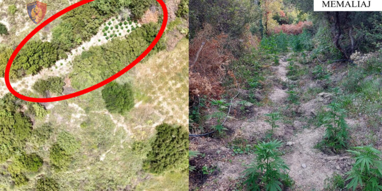 Kultivoi 77 bimë kanabis në fshatin Toç, arrestohet 66-vjeçari në Memaliaj