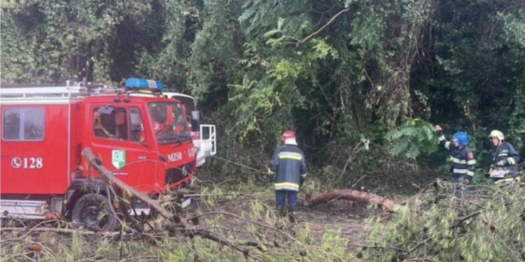 Përkeqësohet moti në Elbasan, shirat e rrëmbyeshëm shkulin pemët dhe dëmtojnë disa biznese