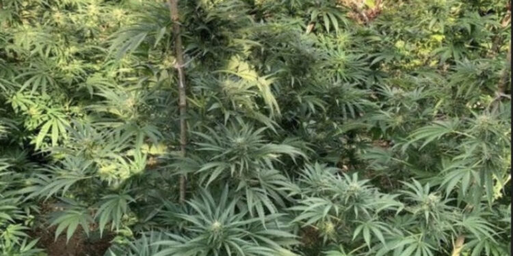 Kavajë/ Asgjësohen 530 bimë kanabis, arrestohet faturisti i ujit